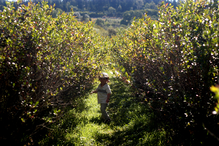 Blueberry picking | photo j